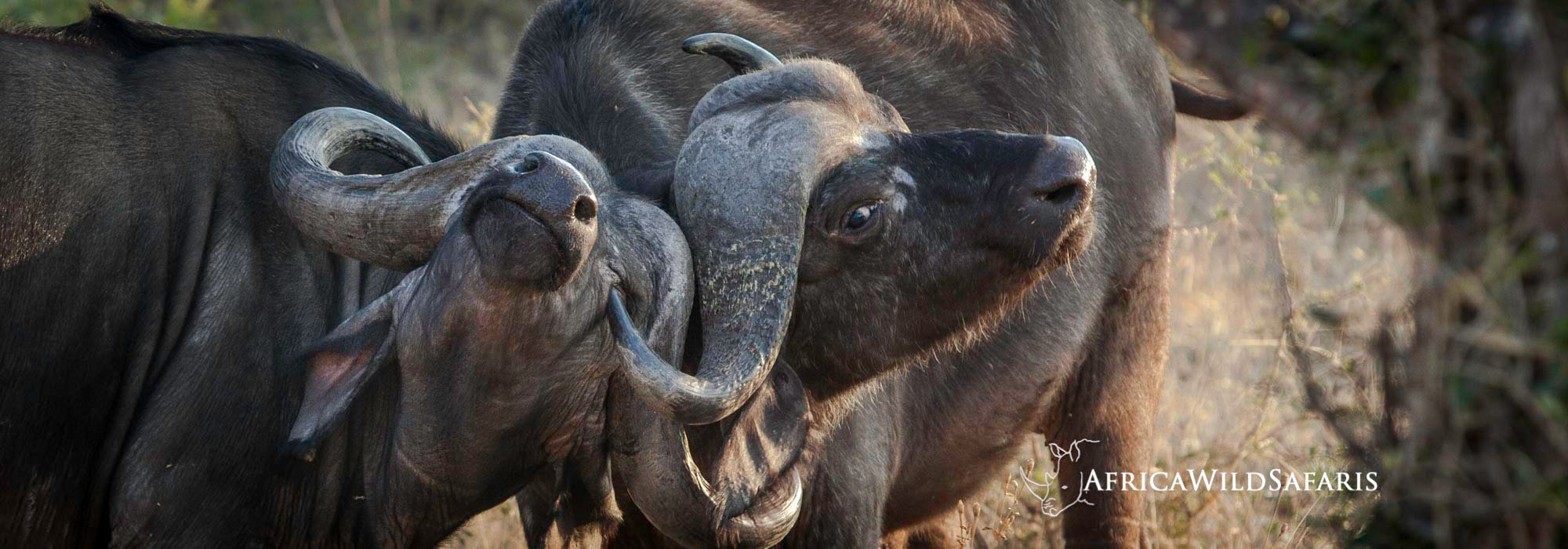 best wildlife safaris to South Africa